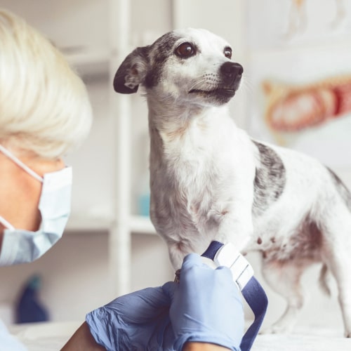 Симптомы и лечение мочекаменной болезни у собак, корректировка питания